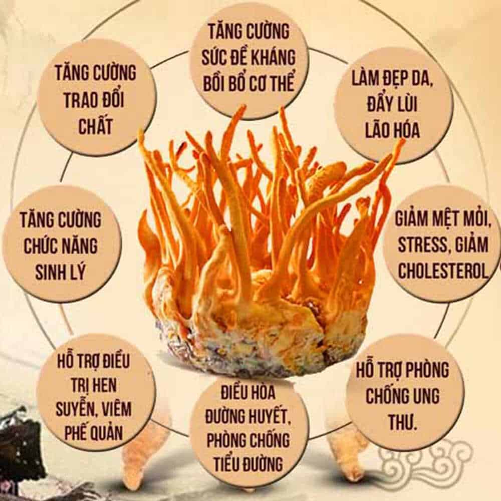 Đông Trùng Hạ Thảo Hưng Vân sấy thăng hoa - Lọ 10gr (4)