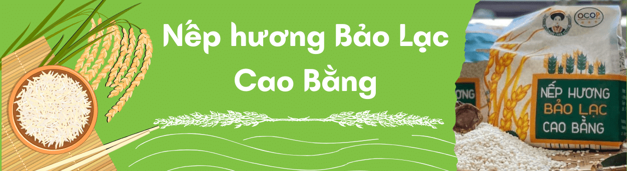 Gạo nếp hương Bảo Lạc - Cao Bằng